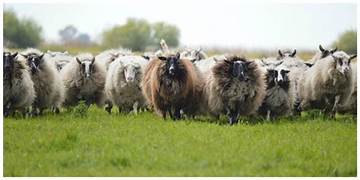Kudde schapen in een weiland