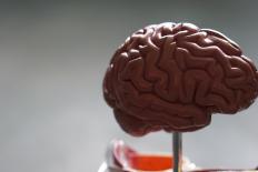 Plastic medische 'oefen' hersenen op een pin